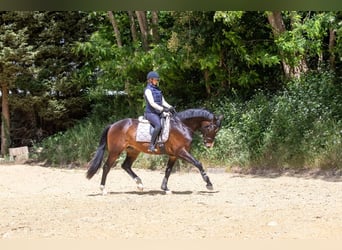 KWPN, Wallach, 4 Jahre, 172 cm, Dunkelbrauner