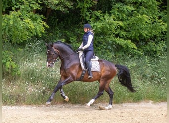 KWPN, Wallach, 4 Jahre, 172 cm, Dunkelbrauner