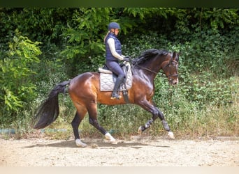 KWPN, Wallach, 4 Jahre, 172 cm, Dunkelbrauner