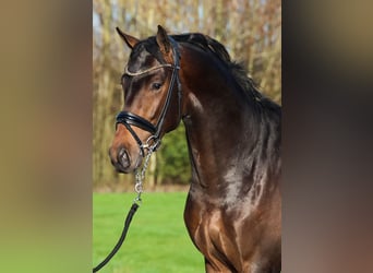 KWPN, Wallach, 4 Jahre, 172 cm, Dunkelbrauner