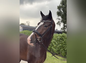 KWPN, Wallach, 4 Jahre, 172 cm, Dunkelbrauner