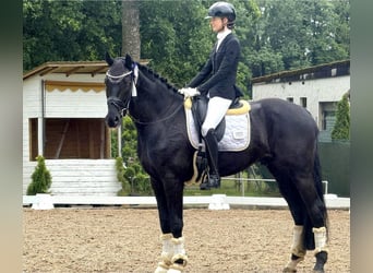 KWPN, Wallach, 4 Jahre, 172 cm, Rappe