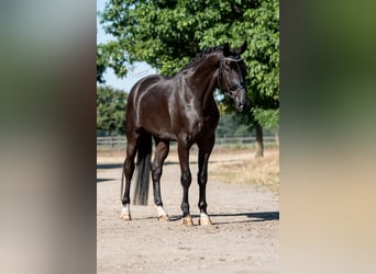 KWPN, Wallach, 4 Jahre, 172 cm, Rappe