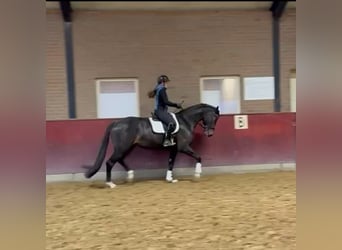 KWPN, Wallach, 4 Jahre, 172 cm, Schwarzbrauner