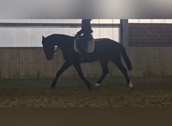 KWPN, Wallach, 4 Jahre, 172 cm, Schwarzbrauner