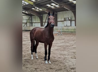 KWPN, Wallach, 4 Jahre, 173 cm, Brauner