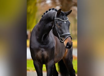 KWPN, Wallach, 4 Jahre, 173 cm, Dunkelbrauner