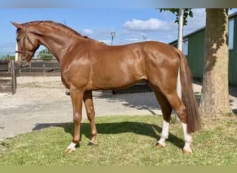 KWPN, Wallach, 4 Jahre, 173 cm, Dunkelfuchs