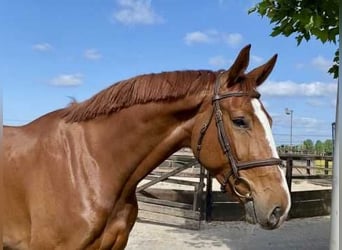 KWPN, Wallach, 4 Jahre, 173 cm, Dunkelfuchs
