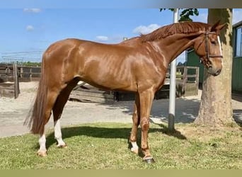 KWPN, Wallach, 4 Jahre, 173 cm, Dunkelfuchs