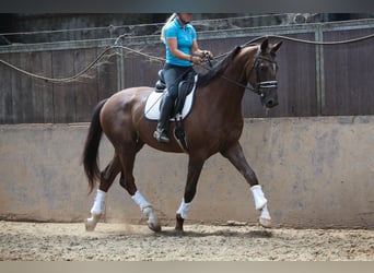 KWPN, Wallach, 4 Jahre, 173 cm, Dunkelfuchs