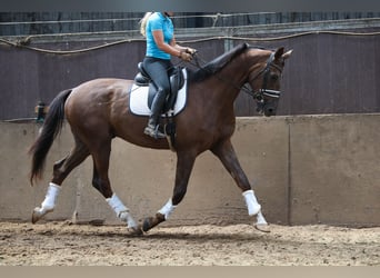 KWPN, Wallach, 4 Jahre, 173 cm, Dunkelfuchs