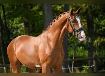 KWPN, Wallach, 4 Jahre, 173 cm, Fuchs