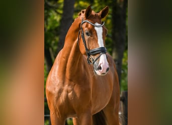 KWPN, Wallach, 4 Jahre, 173 cm, Fuchs