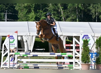 KWPN, Wallach, 4 Jahre, 173 cm, Fuchs