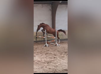 KWPN, Wallach, 4 Jahre, 173 cm, Fuchs