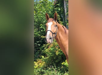 KWPN, Wallach, 4 Jahre, 173 cm, Fuchs