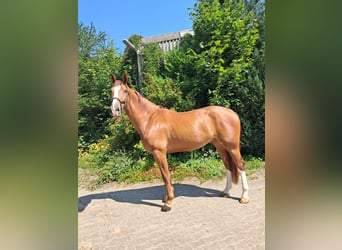 KWPN, Wallach, 4 Jahre, 173 cm, Fuchs