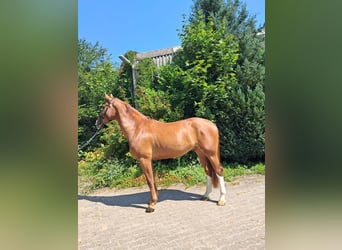 KWPN, Wallach, 4 Jahre, 173 cm, Fuchs