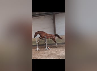 KWPN, Wallach, 4 Jahre, 173 cm, Fuchs