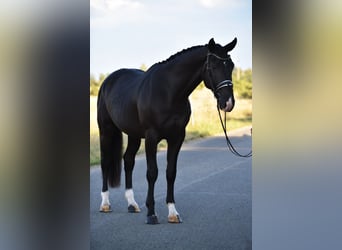 KWPN, Wallach, 4 Jahre, 173 cm, Rappe