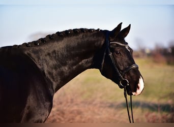 KWPN, Wallach, 4 Jahre, 173 cm, Rappe