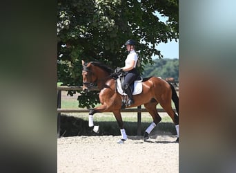 KWPN, Wallach, 4 Jahre, 174 cm, Brauner