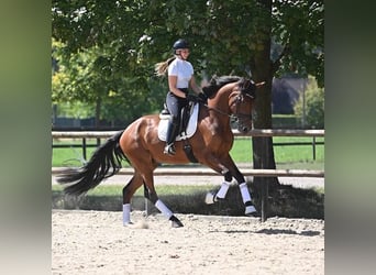 KWPN, Wallach, 4 Jahre, 174 cm, Brauner