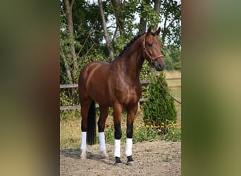 KWPN, Wallach, 4 Jahre, 174 cm, Brauner