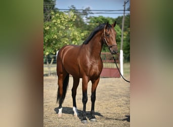 KWPN, Wallach, 4 Jahre, 174 cm, Brauner
