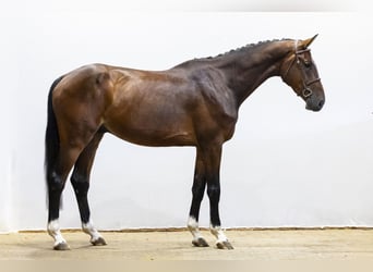 KWPN, Wallach, 4 Jahre, 174 cm, Brauner