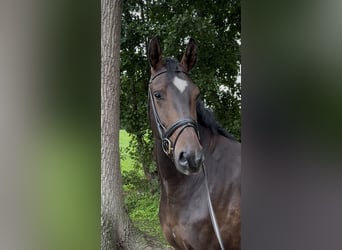 KWPN, Wallach, 4 Jahre, 174 cm, Dunkelbrauner