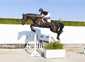 KWPN, Wallach, 4 Jahre, 174 cm, Schwarzbrauner