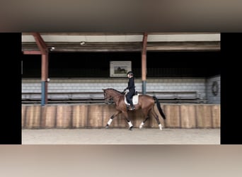 KWPN, Wallach, 4 Jahre, 175 cm, Brauner