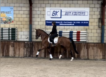 KWPN, Wallach, 4 Jahre, 175 cm, Brauner