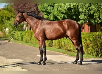 KWPN, Wallach, 4 Jahre, 175 cm, Brauner