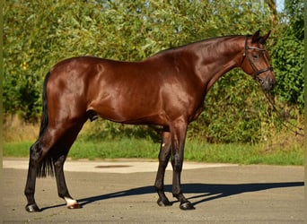 KWPN, Wallach, 4 Jahre, 175 cm, Brauner
