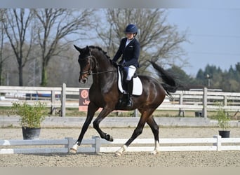 KWPN, Wallach, 4 Jahre, 175 cm, Dunkelbrauner