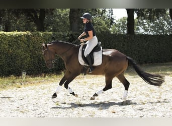 KWPN, Wallach, 4 Jahre, 175 cm, Dunkelbrauner