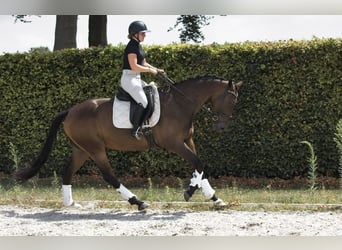KWPN, Wallach, 4 Jahre, 175 cm, Dunkelbrauner