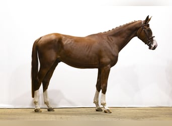 KWPN, Wallach, 4 Jahre, 175 cm, Fuchs