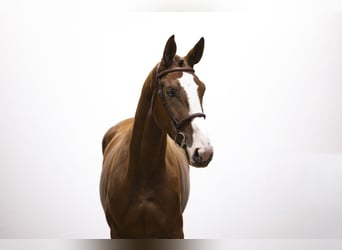 KWPN, Wallach, 4 Jahre, 175 cm, Fuchs
