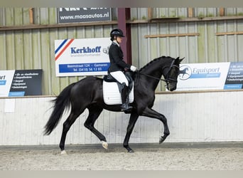KWPN, Wallach, 4 Jahre, 175 cm, Rappe