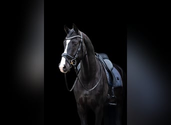 KWPN, Wallach, 4 Jahre, 175 cm, Rappe