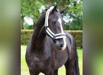 KWPN, Wallach, 4 Jahre, 175 cm, Rappe