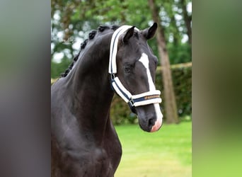 KWPN, Wallach, 4 Jahre, 175 cm, Rappe