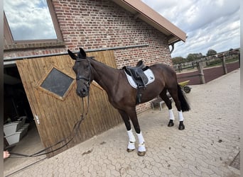 KWPN, Wallach, 4 Jahre, 175 cm, Rappe