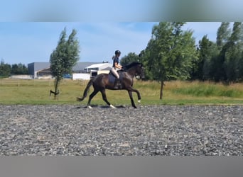 KWPN, Wallach, 4 Jahre, 175 cm, Schwarzbrauner