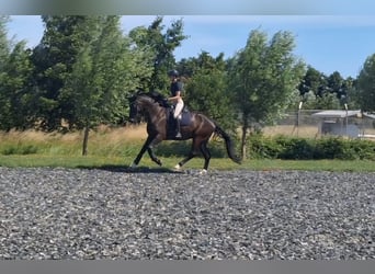 KWPN, Wallach, 4 Jahre, 175 cm, Schwarzbrauner