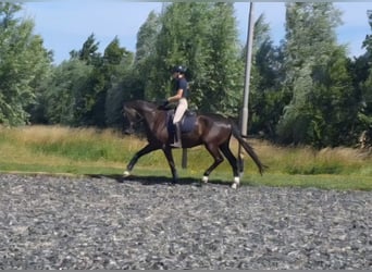 KWPN, Wallach, 4 Jahre, 175 cm, Schwarzbrauner